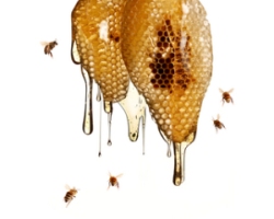 Honeycomb-1286415256